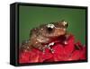 Cinnamon Tree Frog, Borneo-Adam Jones-Framed Stretched Canvas