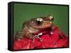 Cinnamon Tree Frog, Borneo-Adam Jones-Framed Stretched Canvas