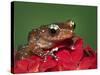 Cinnamon Tree Frog, Borneo-Adam Jones-Stretched Canvas