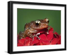 Cinnamon Tree Frog, Borneo-Adam Jones-Framed Premium Photographic Print