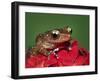 Cinnamon Tree Frog, Borneo-Adam Jones-Framed Photographic Print