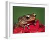 Cinnamon Tree Frog, Borneo-Adam Jones-Framed Photographic Print