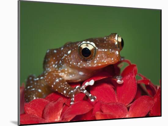 Cinnamon Tree Frog, Borneo-Adam Jones-Mounted Photographic Print