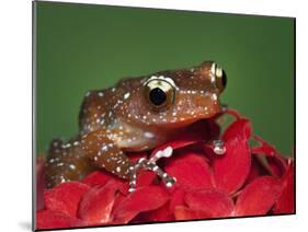 Cinnamon Tree Frog, Borneo-Adam Jones-Mounted Photographic Print