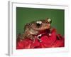 Cinnamon Tree Frog, Borneo-Adam Jones-Framed Photographic Print