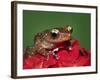 Cinnamon Tree Frog, Borneo-Adam Jones-Framed Photographic Print