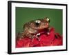 Cinnamon Tree Frog, Borneo-Adam Jones-Framed Photographic Print