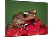 Cinnamon Tree Frog, Borneo-Adam Jones-Mounted Photographic Print