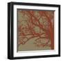 Cinnamon Tree III-Erin Clark-Framed Art Print