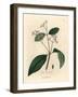 Cinnamon Tree, Laurus Cinnamomum-James Sowerby-Framed Giclee Print