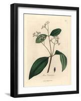 Cinnamon Tree, Laurus Cinnamomum-James Sowerby-Framed Giclee Print