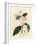 Cinnamon Tree, Laurus Cinnamomum-James Sowerby-Framed Giclee Print