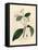 Cinnamon Tree, Laurus Cinnamomum-James Sowerby-Framed Stretched Canvas
