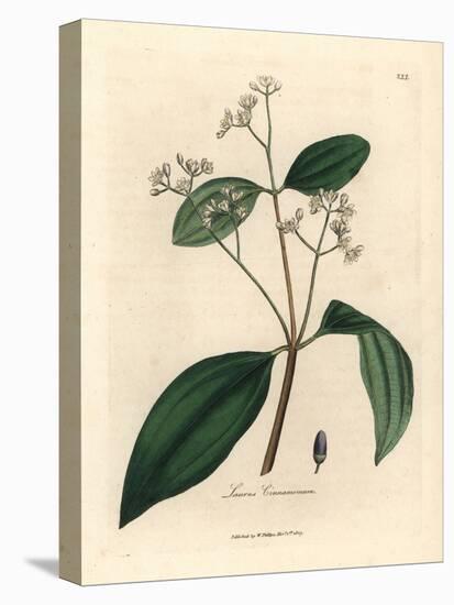 Cinnamon Tree, Laurus Cinnamomum-James Sowerby-Stretched Canvas
