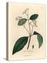 Cinnamon Tree, Laurus Cinnamomum-James Sowerby-Stretched Canvas