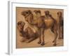 Cinq chameaux-Pieter Boel-Framed Giclee Print