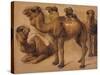 Cinq chameaux-Pieter Boel-Stretched Canvas