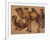 Cinq chameaux-Pieter Boel-Framed Giclee Print