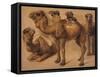 Cinq chameaux-Pieter Boel-Framed Stretched Canvas
