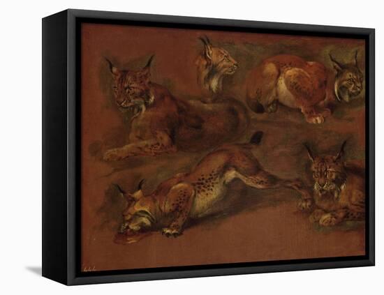 cinq lynx-Pieter Boel-Framed Stretched Canvas