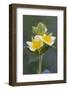 Cinquefoil-Scott T. Smith-Framed Photographic Print