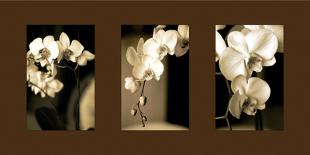 Exotic Blooms-Cinzia Ryan-Photographic Print