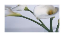 Exotic Blooms-Cinzia Ryan-Photographic Print