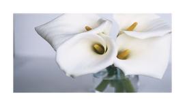 Exotic Blooms-Cinzia Ryan-Photographic Print