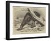 Circassian Bear, in the Gardens of the Zoological Society, Regent'S-Park-Thomas W. Wood-Framed Giclee Print
