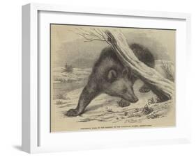 Circassian Bear, in the Gardens of the Zoological Society, Regent'S-Park-Thomas W. Wood-Framed Giclee Print