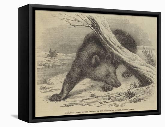 Circassian Bear, in the Gardens of the Zoological Society, Regent'S-Park-Thomas W. Wood-Framed Stretched Canvas
