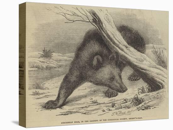Circassian Bear, in the Gardens of the Zoological Society, Regent'S-Park-Thomas W. Wood-Stretched Canvas