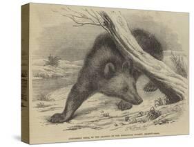 Circassian Bear, in the Gardens of the Zoological Society, Regent'S-Park-Thomas W. Wood-Stretched Canvas