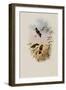 Circe, Circe Latirostris-John Gould-Framed Giclee Print