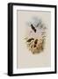 Circe, Circe Latirostris-John Gould-Framed Giclee Print