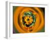 Circle of Color in Mylar, Sammamish, Washington, USA-Darrell Gulin-Framed Premium Photographic Print