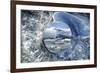 Circle of Life-null-Framed Art Print