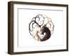 Circle of Life-JoJoesArt-Framed Giclee Print