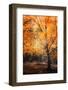 Circle of Life-Philippe Sainte-Laudy-Framed Photographic Print