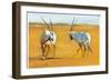 Circling Arabian Oryx, 2010-Mark Adlington-Framed Giclee Print