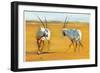 Circling Arabian Oryx, 2010-Mark Adlington-Framed Giclee Print