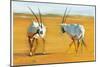 Circling Arabian Oryx, 2010-Mark Adlington-Mounted Giclee Print