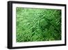 Circuit Board, Computer Artwork-PASIEKA-Framed Photographic Print