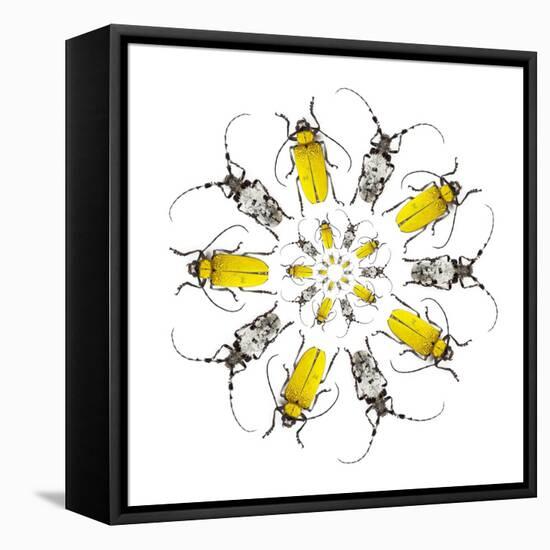 Circular Beetle Design with Horned Beetles Celosterna Pollinosa and Aristobia Voeti-Darrell Gulin-Framed Stretched Canvas