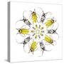 Circular Beetle Design with Horned Beetles Celosterna Pollinosa and Aristobia Voeti-Darrell Gulin-Stretched Canvas