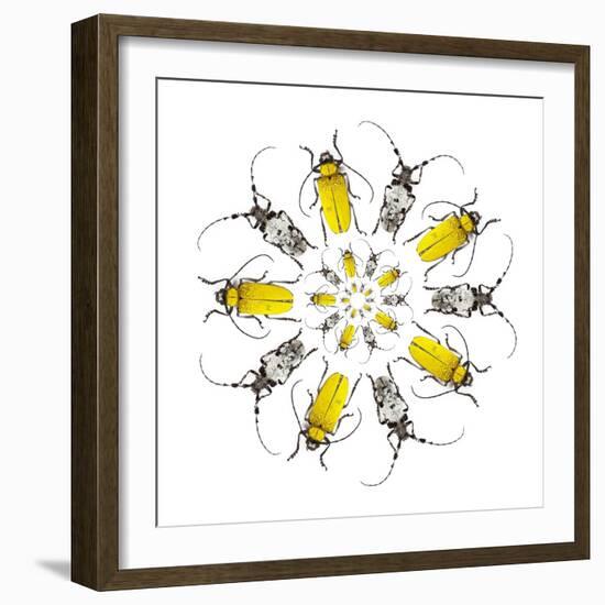 Circular Beetle Design with Horned Beetles Celosterna Pollinosa and Aristobia Voeti-Darrell Gulin-Framed Photographic Print