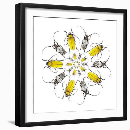 Circular Beetle Design with Horned Beetles Celosterna Pollinosa and Aristobia Voeti-Darrell Gulin-Framed Photographic Print