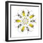 Circular Beetle Design with Horned Beetles Celosterna Pollinosa and Aristobia Voeti-Darrell Gulin-Framed Photographic Print