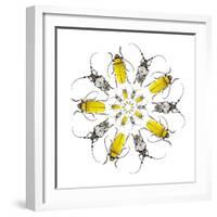 Circular Beetle Design with Horned Beetles Celosterna Pollinosa and Aristobia Voeti-Darrell Gulin-Framed Photographic Print