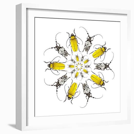 Circular Beetle Design with Horned Beetles Celosterna Pollinosa and Aristobia Voeti-Darrell Gulin-Framed Photographic Print